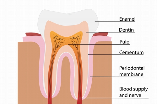 歯のエナメル質